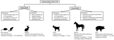 Cartilage Tissue Engineering Approaches Need to Assess Fibrocartilage When Hydrogel Constructs Are Mechanically Loaded